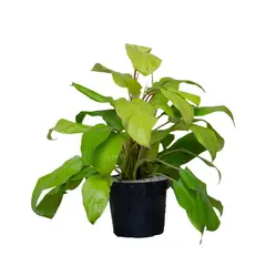 MARINELA - Filodendro Limón - Philodendro Cordatum De Interior Diámetro 14 Cm