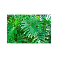 MARINELA - Filodendro - Philodendron Selloum De Interior Diámetro 28 Cm
