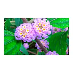 MARINELA - Pronto Alivio - Melissa Officinalis De Exterior Diámetro 12 Cm