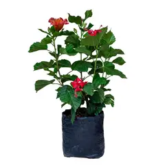 MARINELA - Resucitado - Ficus Pumila De Exterior Diámetro 14 Cm