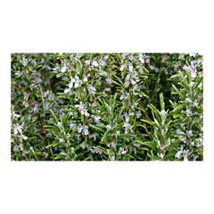 MARINELA - Romero - Salvia Rosmarinus De Exterior Diámetro 14 Cm