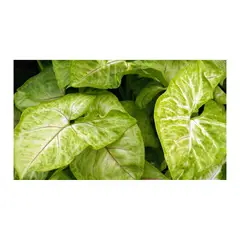 MARINELA - Singonio Mediano - Syngonium Podophyllum De Interior Diámetro 14 Cm