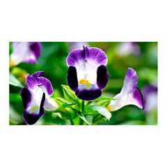 MARINELA - Torenia - Pelargonium Sp De Exterior Diámetro 14 Cm