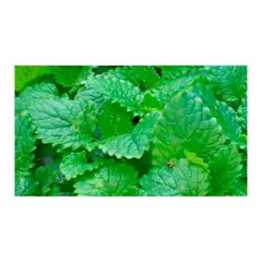 MARINELA - Toronjil - Melissa Officinalis De Exterior Diámetro 14 Cm
