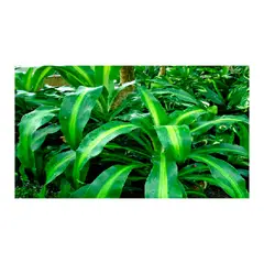 MARINELA - Tronquito De La Felicidad - Dracaena Fragans De Interior Diámetro 4 Cm