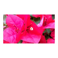 MARINELA - Buganvil - Bougainvillea De Exterior Diámetro 20 Cm