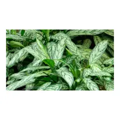 MARINELA - Aglaonema Cafeto - Aglaonema De Interior Diámetro 28 Cm