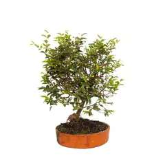 TIERRANEGRA - Bonsai Guayaba - Psidium De Interior Diámetro 24 Cm