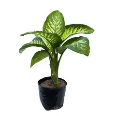 TIERRANEGRA - Planta Pito - Dieffenbachia De Interior Diámetro 20 Cm