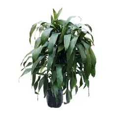 TIERRANEGRA - Janet Craig - Dracaena De Interior Diámetro 25 Cm