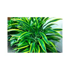 TIERRANEGRA - Marginata - Dracaena De Interior Diámetro 25 Cm