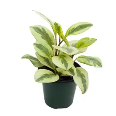 TIERRANEGRA - Planta De Jade Mediana - Peperomia Variegata De Interior Diámetro 14 Cm