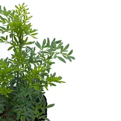 TIERRANEGRA - Ruda - Ruta Graveolens De Exterior Diámetro 14 Cm