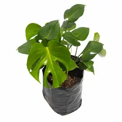 TIERRANEGRA - Balazo - Monstera Deliciosa De Interior