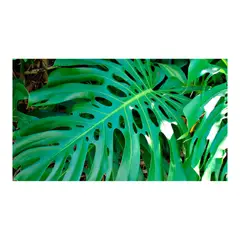 TIERRANEGRA - Balazo - Monstera Deliciosa De Interior