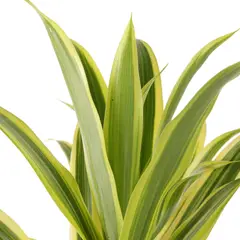 JARDINEROS - Canción De La India - Dracaena Reflexa De Interior Diámetro 20 Cm