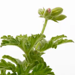 JARDINEROS - Sorcilio - Pelargonium De Exterior Diámetro 10 Cm