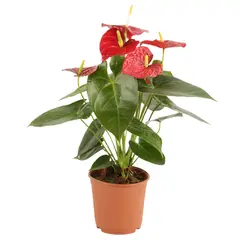 SIETE COLINAS - Anturio Rojo - Anthurium Andraenum De Interior Diámetro 14 Cm