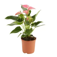 SIETE COLINAS - Anturio Rosado - Anthurium Andraenum De Interior Diámetro 14 Cm