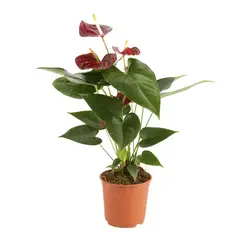 SIETE COLINAS - Anturio - Anthurium Andraenum De Interior Diámetro 14 Cm