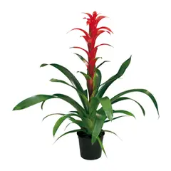CALYX - Bromelia Roja - Bromelia De Interior Diámetro 14 Cm