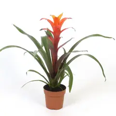 CALYX PLANTAS EXOTICAS - Bromelia Novedad - Bromelia De Interior Diámetro 14 Cm