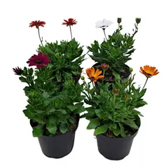 JARDINEROS - Margarita Punto Azul - Osteospermum Ecklonis De Interior/Exterior Diámetro 14 Cm