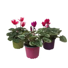 GENERICO - Ciclamen - Cyclamen Silver Heart de Interior