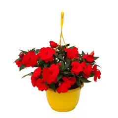 TIERRANEGRA - Canasta Surtida De Interior Diámetro 30 Cm