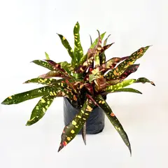 JARDINEROS - Croto Mediano - Codiaeum Variegatum De Interior Diámetro 20 Cm