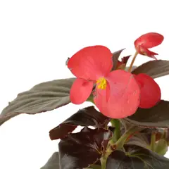 JARDINEROS - Begonia Roja Grande - Begonia x Hybrid De Exterior Diámetro 14 Cm