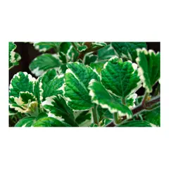 JARDINEROS - Incienso - Plectranthus De Interior Diámetro 14 Cm