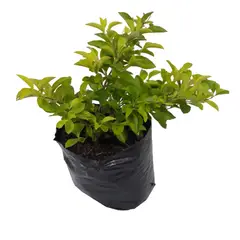 DECORPLANTAS - Duranta Grande - Duranta Repens De Exterior Diámetro 10 Cm