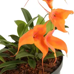 OYB - Orquidea - Miltonia Flavescens De Interior Diámetro 14 Cm