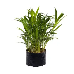 TIERRANEGRA - Palma Santa Mini De 50 Cm - Dypsis Lutescens De Interior
