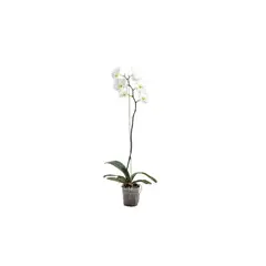 GENERICO - Orquidea Surtida - Phalaneopsis De Interior Diámetro 12 Cm