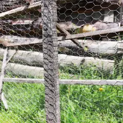 COLMALLAS - Malla Pajarito 1/2 Pulgada 0,90 cm Espesor X 10 metros Largo