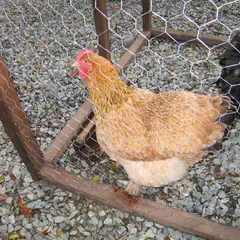 COLMALLAS - Malla Gallinero 1 1/4Pulgadas 1,5 X 30 metros