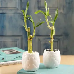 DISTRI ABC - Bambú De La Suerte Lucky Bambú De 21 Cm - Dracaena De Interior Diámetro 8 Cm