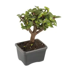CALANTHA VIDA Y ARTE - Bonsái Mini Variado - Buxus Sempervirens de Interior Diámetro 9cm