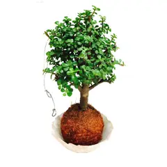 CALYX PLANTAS EXOTICAS - Bonsai Colgante - Crassula Ovata De Interior Diámetro 16 Cm