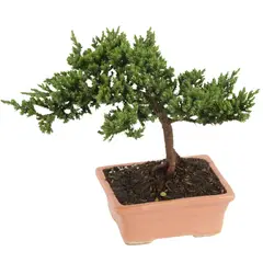CALANTHA VIDA Y ARTE - Bonsái Mini de 3 Años - Acer Japonico de Interior Diámetro 10cm