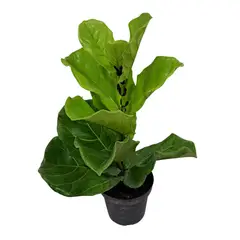 SIN MARCA - Ficus Pandurata M14