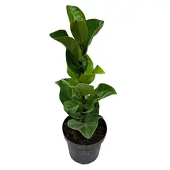 SIN MARCA - Ficus Bambino M14