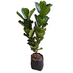 SIN MARCA - Ficus Pandurata 1.20/ B.50