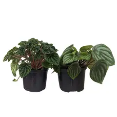 JARDINEROS - Planta de Jade Grande - Peperomia Obtusifolia de Interior