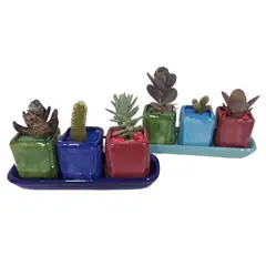 DECORPLANTAS - Colección Mini Luxury - Cactacae De Interior Diámetro 20 Cm X 3 Unidades