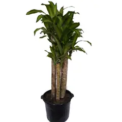 DECORPLANTAS - Tronquito De La Felicidad 3 Cañas - Dracaena De Interior Diámetro 30 Cm