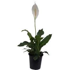 DECORPLANTAS - Lirio De Paz - Spathiphyllum Wallisii De Interior Diámetro 18 Cm