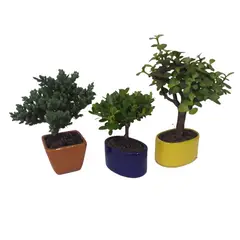 DECORPLANTAS - Bonsai Mini De 2 Años - Acer Japonico De Interior Diámetro 14 Cm
